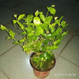 茉莉花的养殖方法(茉莉花的养殖方法和浇水)