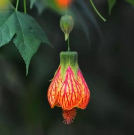 灯笼花的养殖方法(灯笼花的养殖方法和修剪)