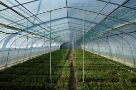 “植物大熊猫”崖柏野外回归记