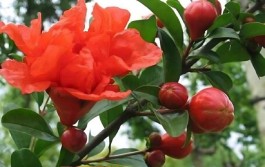 石榴花的养殖方法(牡丹石榴花的养殖方法)