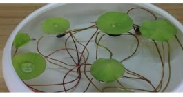 睡莲的种植方法(微型睡莲的种植方法)