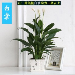 一帆风顺的水培方法(水培一帆风顺花怎么养旺盛)