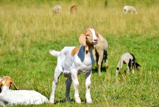羊小咩便荔卡包自己提现,有哪些细节需要注意呢? 羊小咩套现 羊小咩提现商家 羊小咩享花卡取现 羊小咩享花卡提现秒 羊小咩享花卡套现 第3张 羊小咩便荔卡包自己提现,有哪些细节需要注意呢? 羊小咩套现 羊小咩提现商家 羊小咩享花卡取现 羊小咩享花卡提现秒 羊小咩享花卡套现 第3张