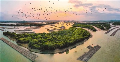 千里红树林沿海筑“绿堤”(新气象新作为) 第1张 千里红树林沿海筑“绿堤”(新气象新作为) 第1张