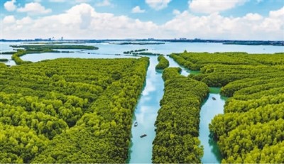 千里红树林沿海筑“绿堤”(新气象新作为) 第2张 千里红树林沿海筑“绿堤”(新气象新作为) 第2张