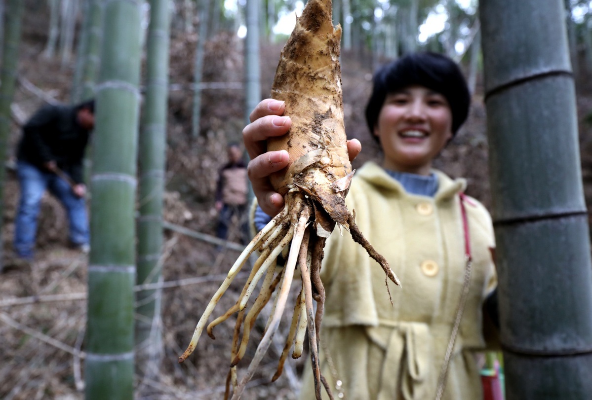 挖冬筍技巧絕招(冬筍怎麼挖冬筍技巧絕招) 挖冬筍技巧絕招 第2張