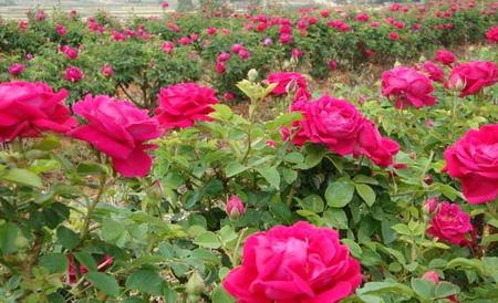 玫瑰花的种植方法(玫瑰花的种植方法及养护)