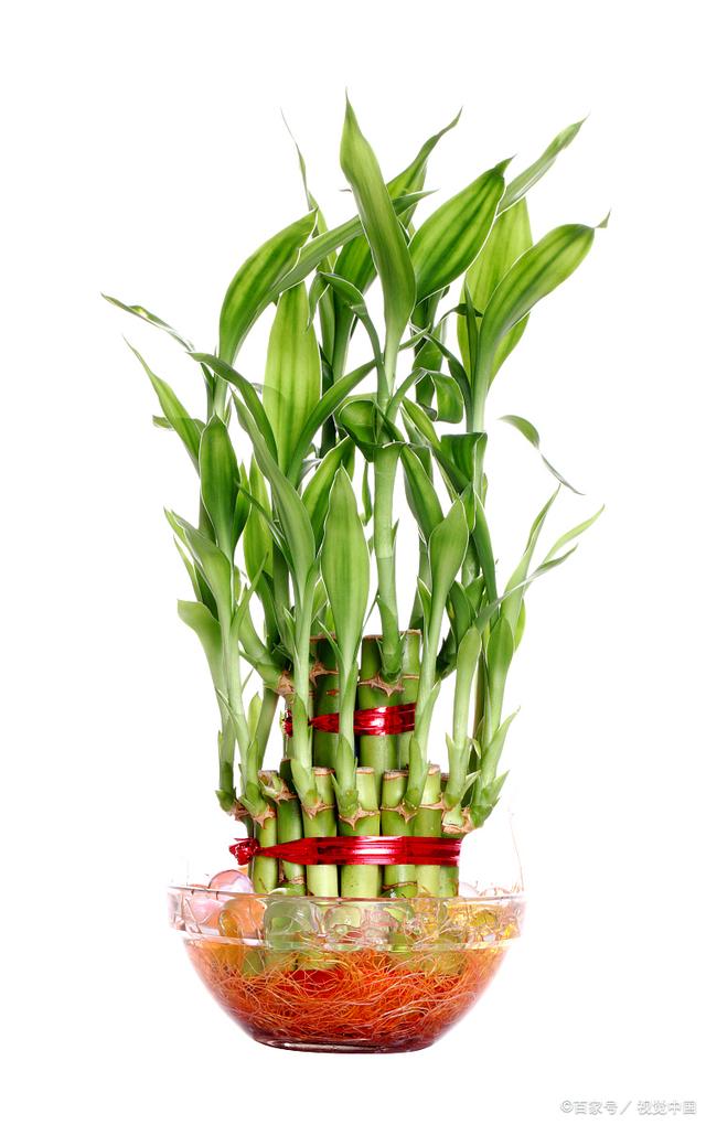 观音竹的水养殖方法(观音竹怎么水养才旺盛图片)
