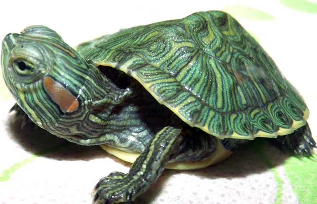 巴西龟的饲养方法(巴西龟的饲养方法视频)