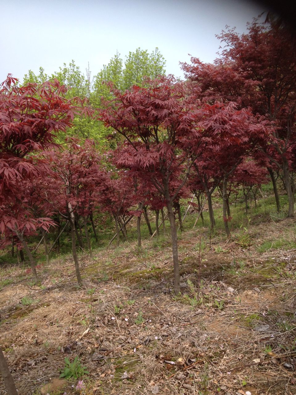 红枫树种植方法(红枫树盆景种植方法)