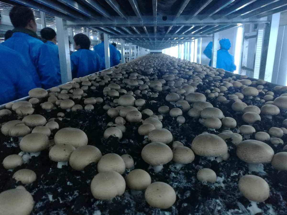 蘑菇的种植方法(鸡腿蘑菇的种植方法)