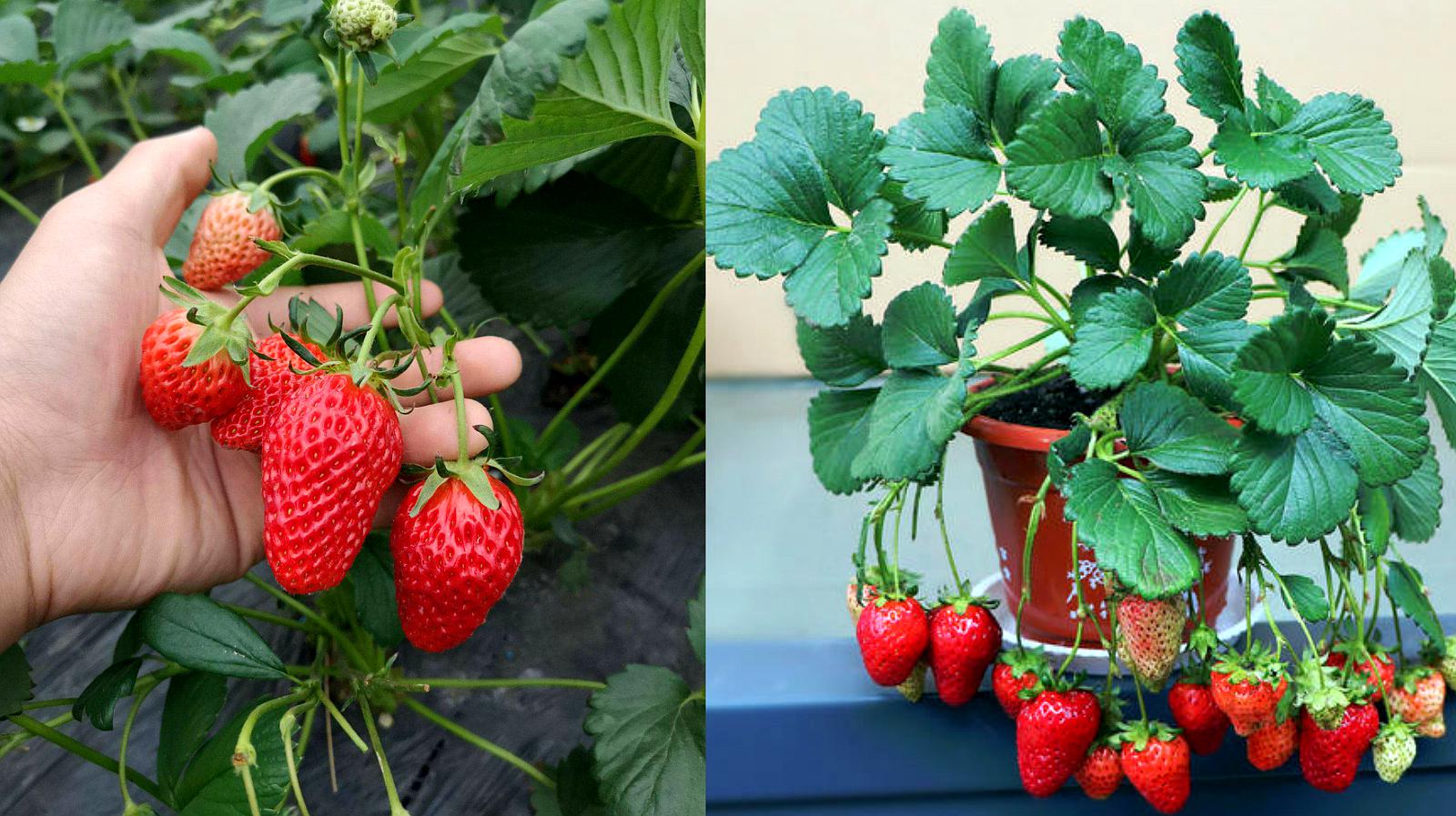 草莓的种植方法(草莓的种植方法过程)