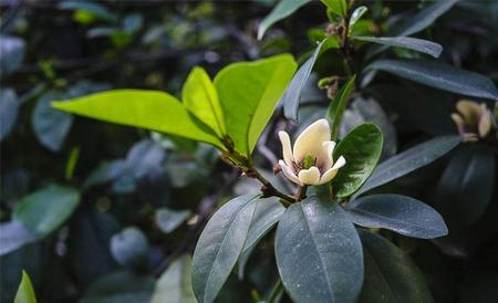 含笑花的养殖方法(含笑花的养殖方法和注意事项金边瑞香)