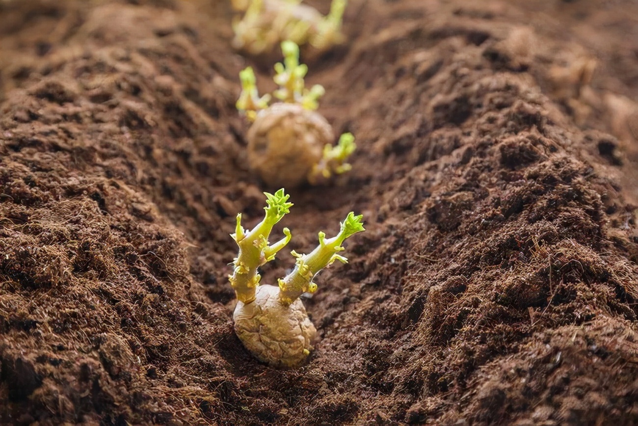 土豆的种植方法(土豆的种植方法和时间视频) 土豆的种植方法 第2张