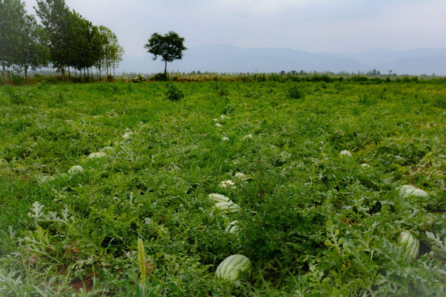 西瓜种植方法