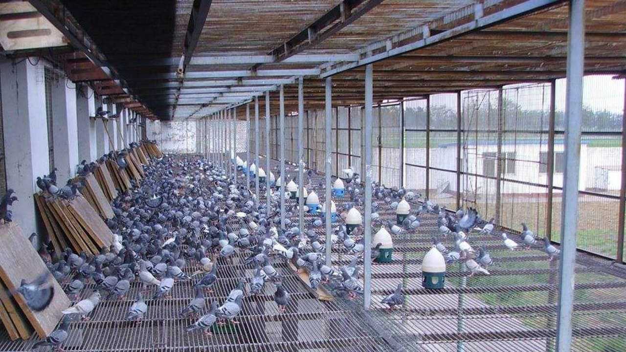 鸽子养殖方法(鸽子养殖技术)